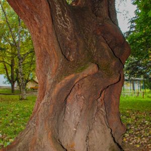 Территория в санатории Лесная Поляна в городе Пятигорске - фотография