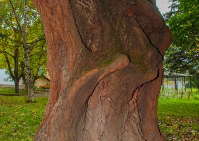 Территория в санатории Лесная Поляна в городе Пятигорске - фотография