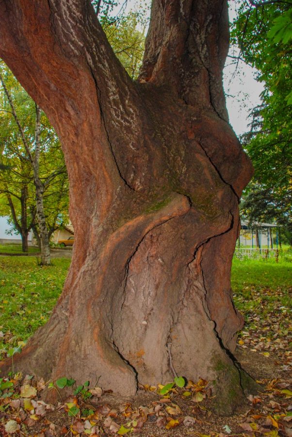Территория в санатории Лесная Поляна в городе Пятигорске - фотография